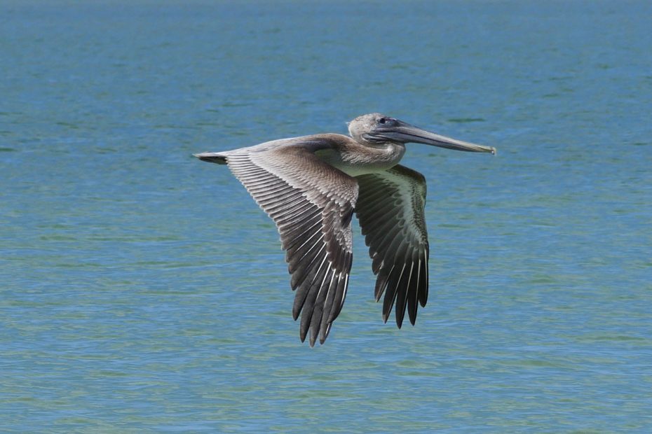 brown pelican in flight, st petersbird