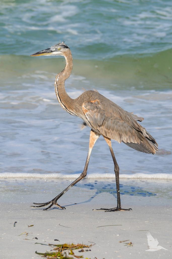 great blue heron walking on the beach on the gulf of mexico