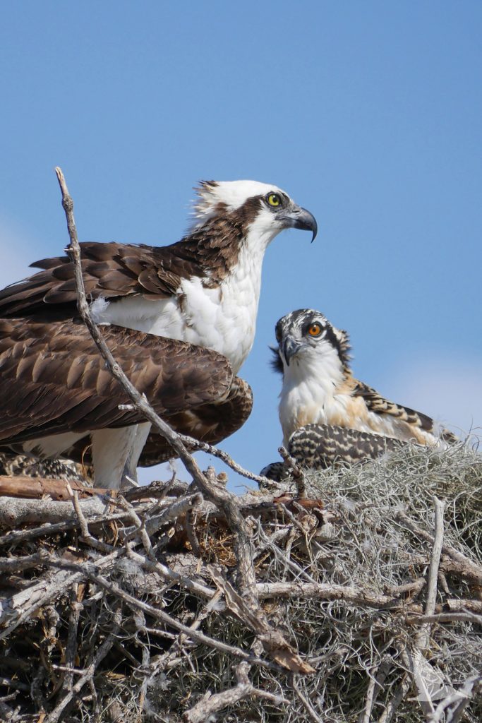 osprey adult and chick in nest