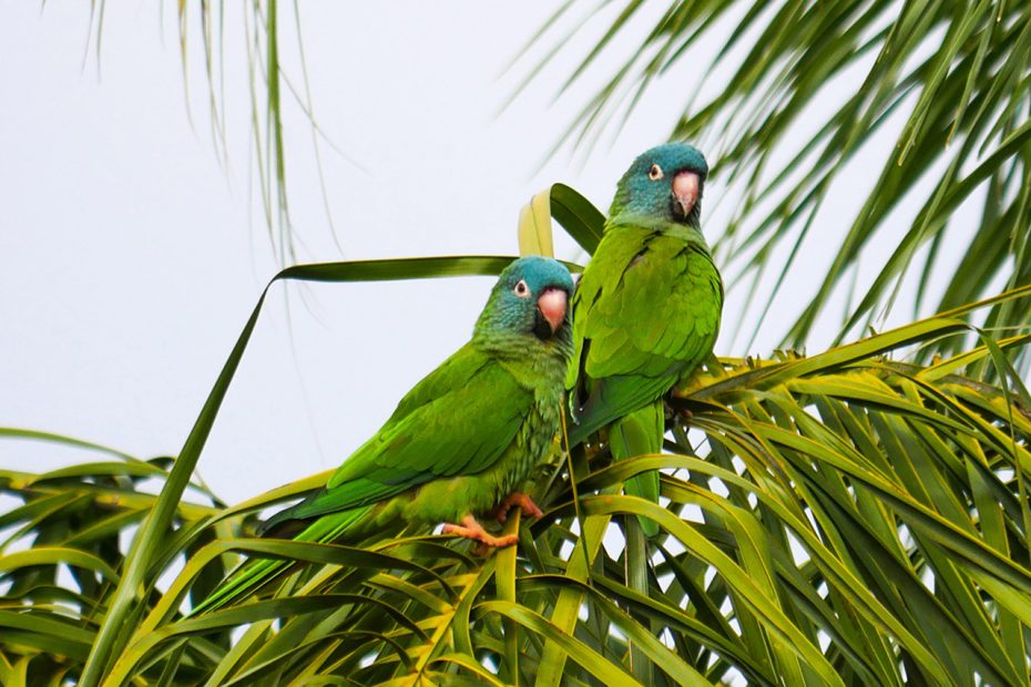 blue crowned parakeet in palm tre