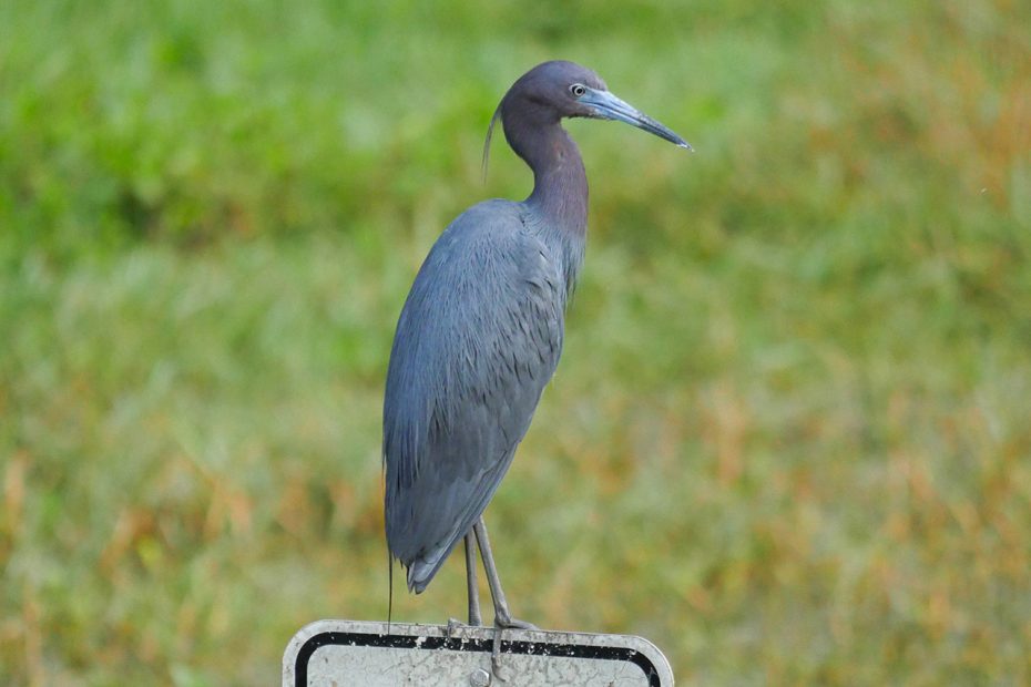 Little Blue Heron danger do not feed gator sign