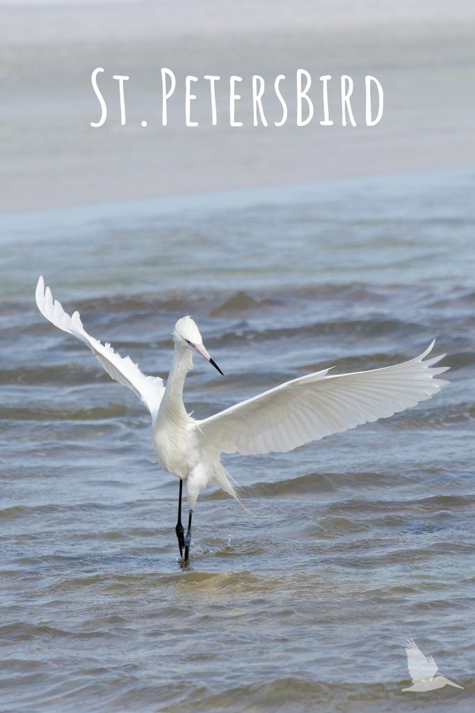 juvenile reddish egret, white bird, blue and pink bill, dark legs, St. Petersbird 2023 calendar cover