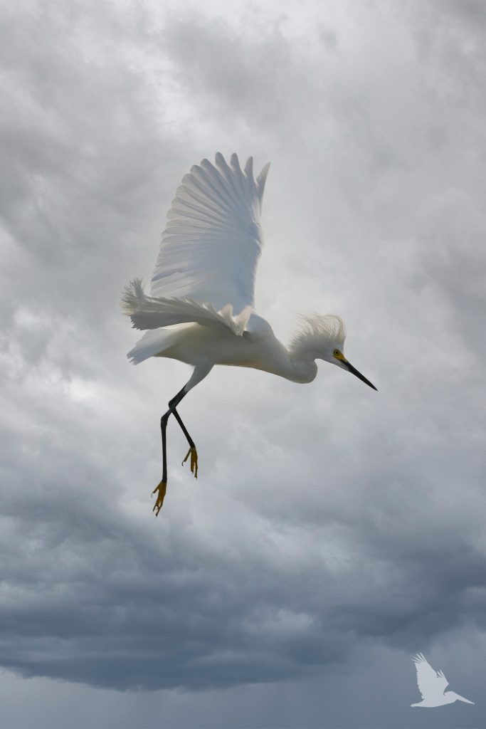 snowy egret, stormy sky, white bird landing, yellow feet