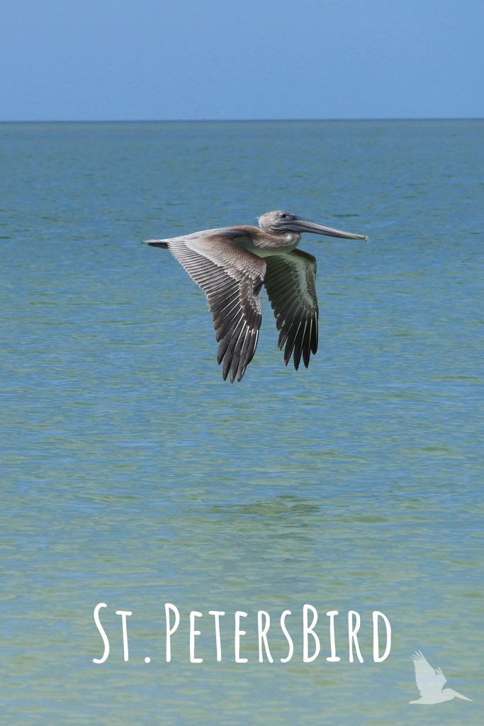 brown pelican in flight, st petersbird