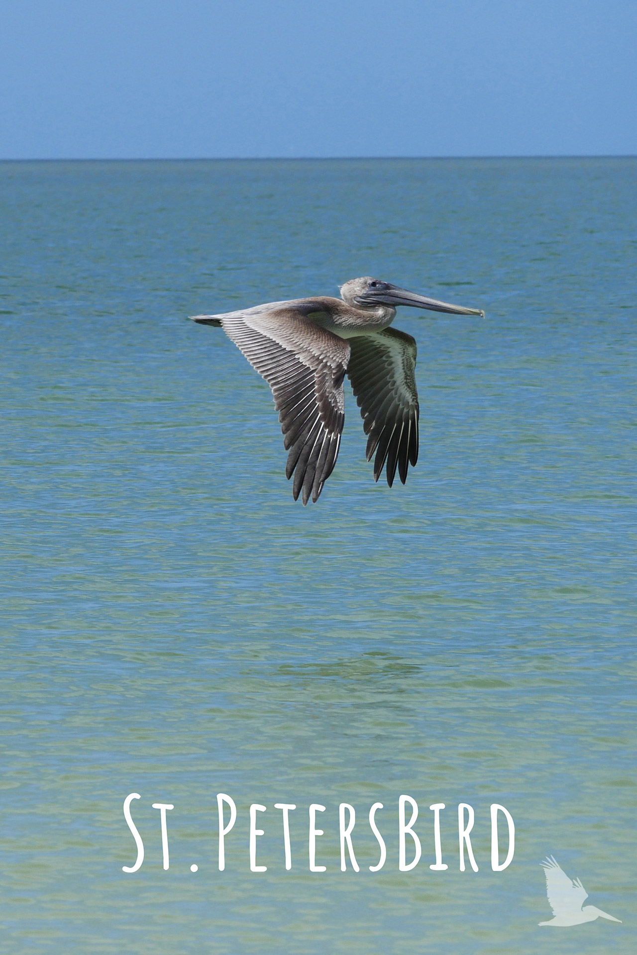 2022 Calendar Cover Bird - St. PetersBird