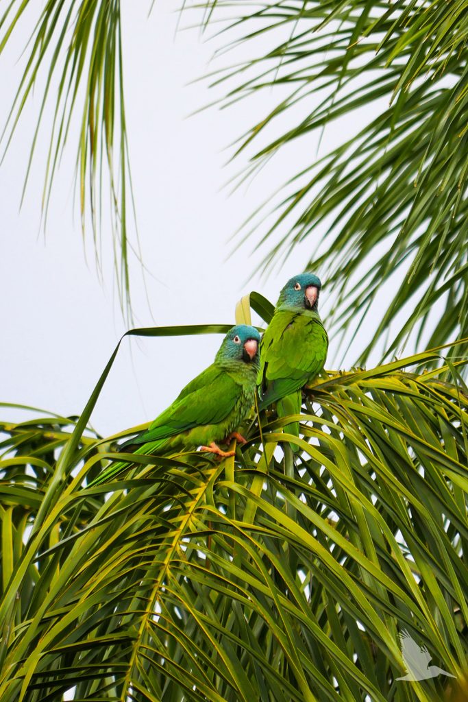 blue crowned parakeet in palm tre