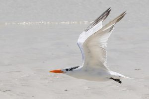 royal tern in flight with large shadow
