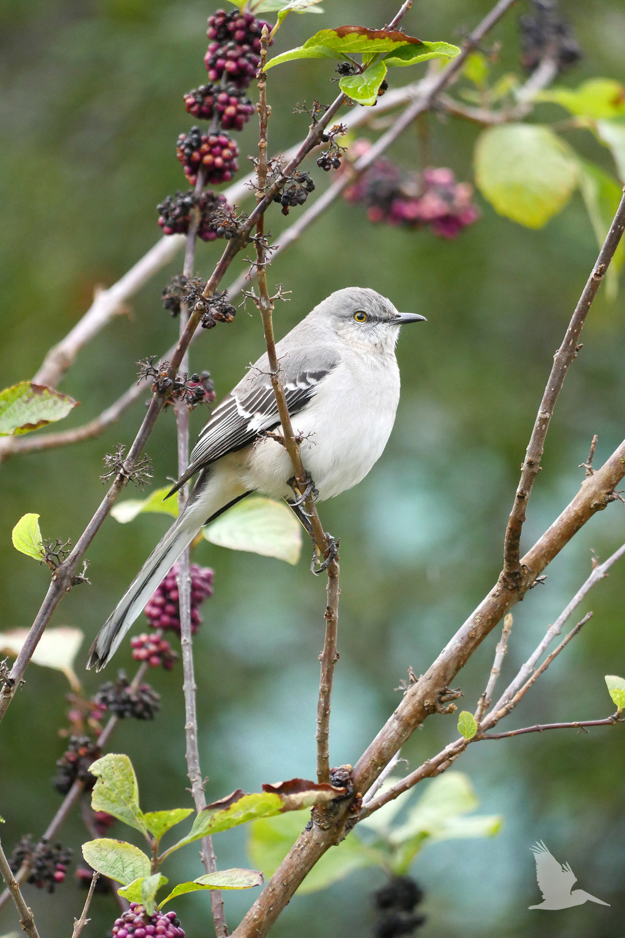 northern mockingbird, beauty berry bush, Florida, St Petersbird, October 2022