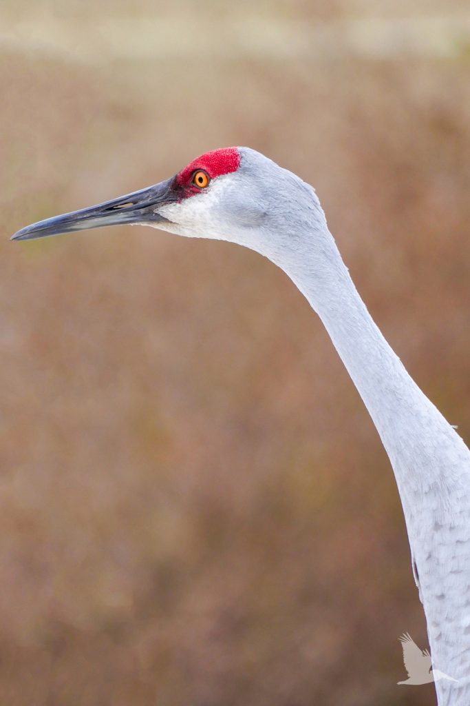 Sandhill Crane, red crown, dark grey long bill, grey neck, yellow eye