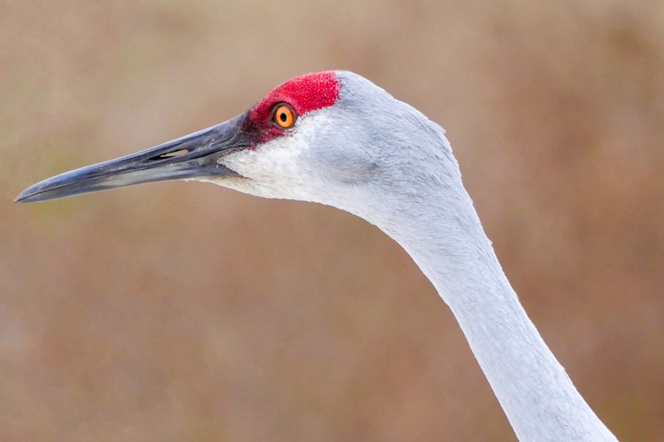 Sandhill Crane, red crown, dark grey long bill, grey neck