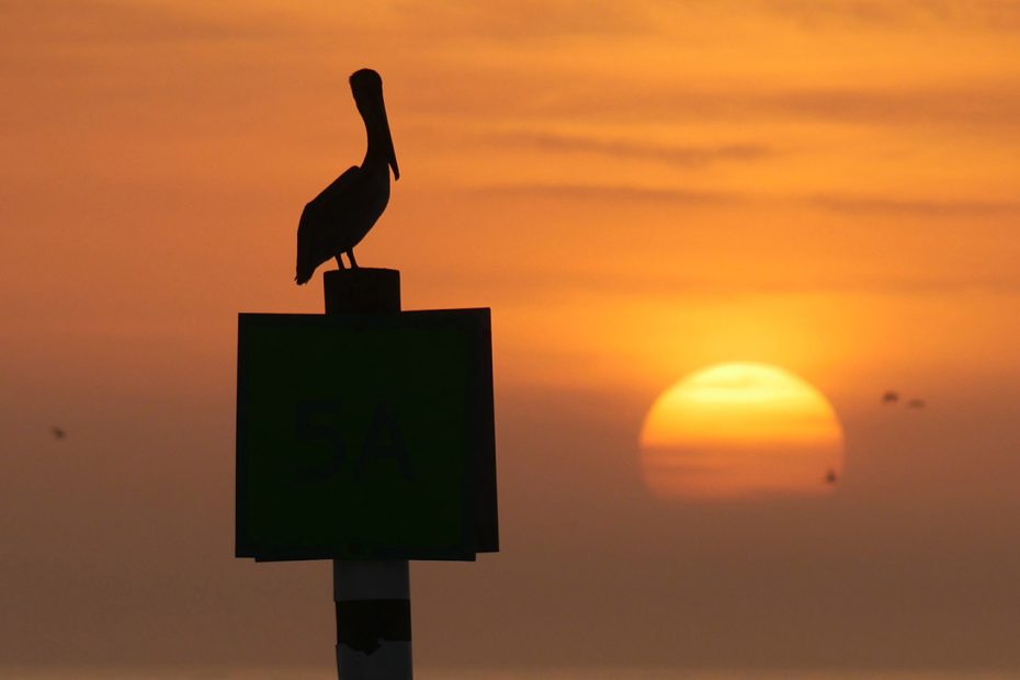 Pelican silhouette, channel marker, sunset