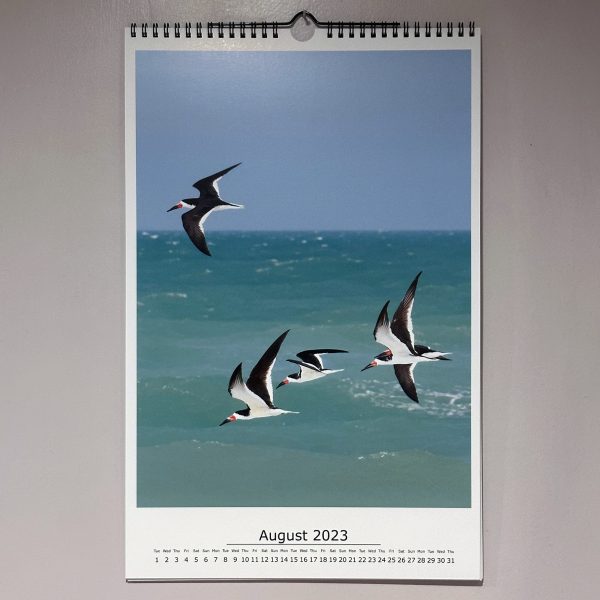 St. PetersBird calendar, August, skimmers in flight. photo by Luci Westphal