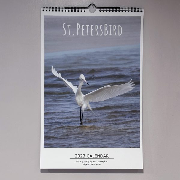 2023 St. PetersBird Calendar, white reddish egret, photography, Luci Westphal, Florida birds
