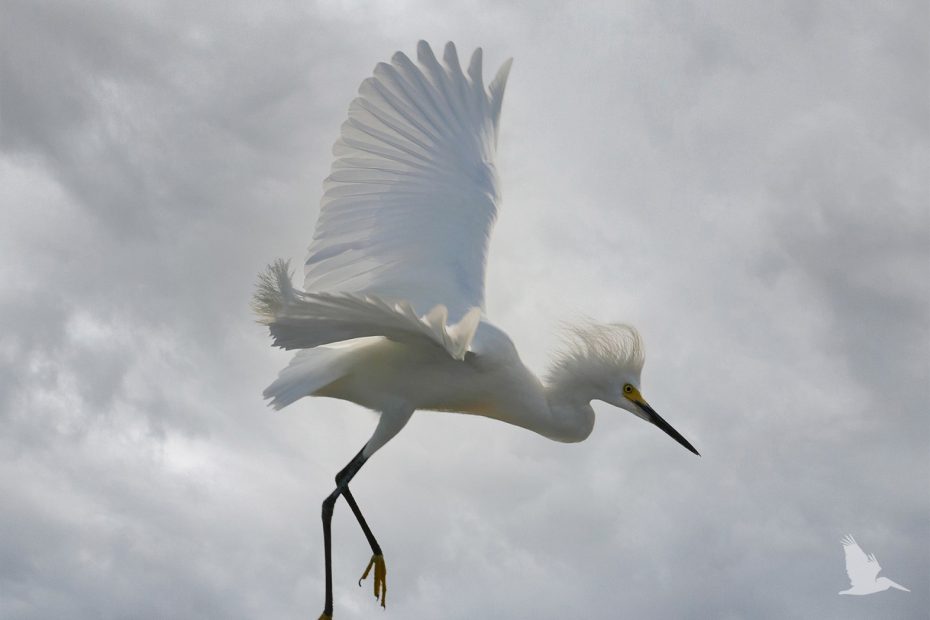 snowy egret, stormy sky, white bird landing, yellow feet