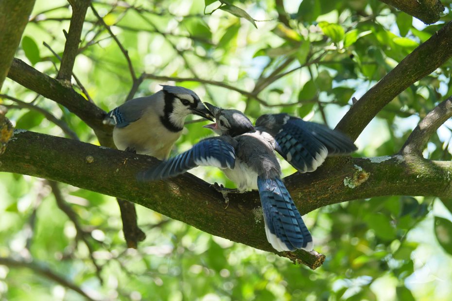 Bluejay feeding in tree