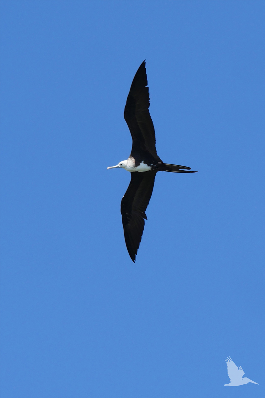 juvenile magnificent frigate bird, black bird, wide wings, white head, bill, chest