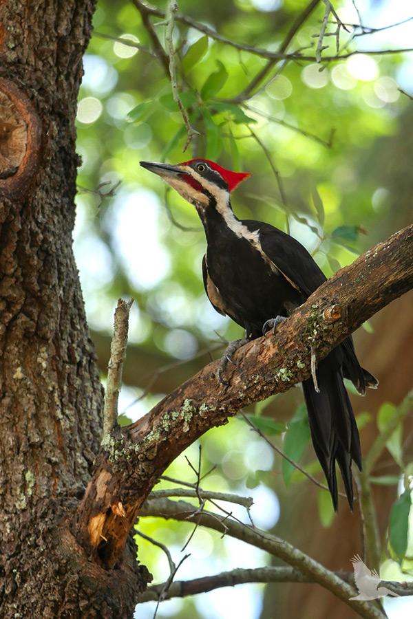 Pileated Woodpecker, Florida, St PetersBird