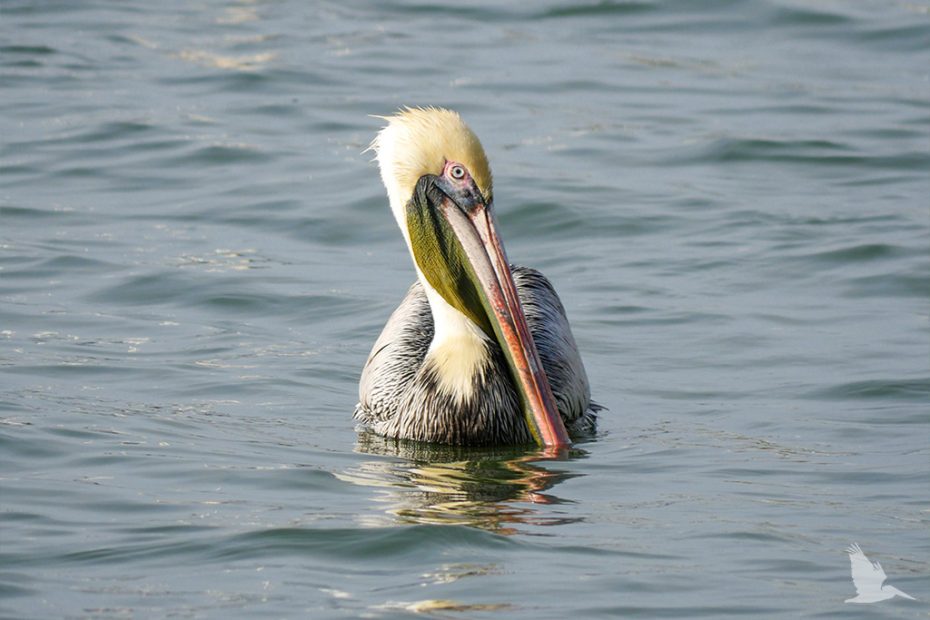 brown pelican swimming, looking into camera