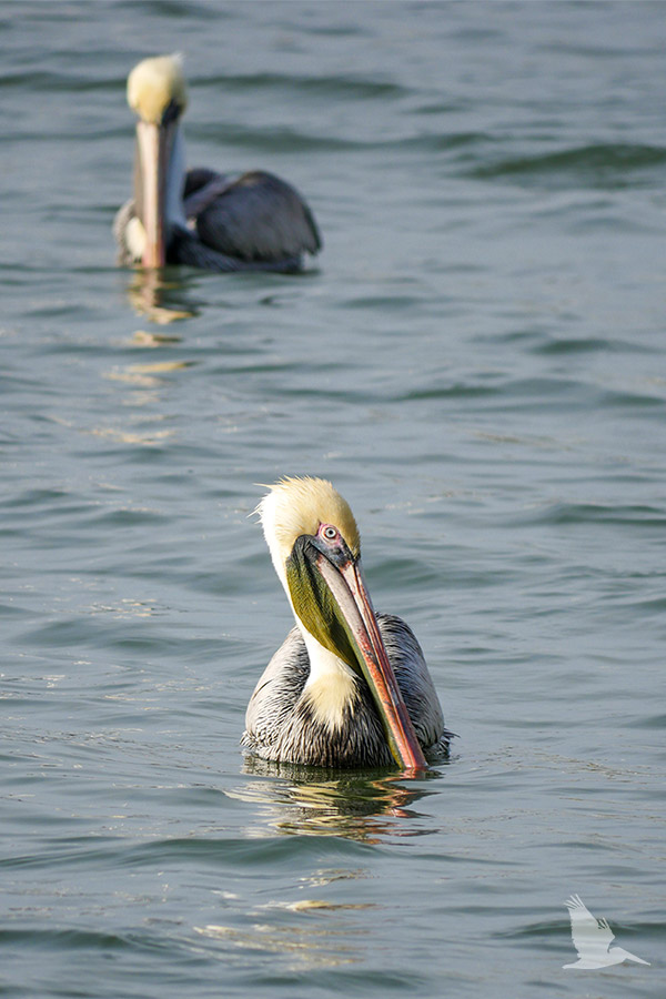 two brown pelicans swimming, calm water, blue eye, grey body