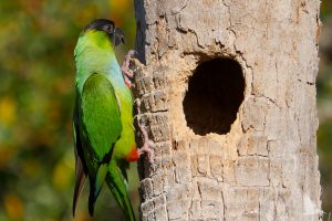 black-hooded parakeet, nanday conure, green parrot, black head, black beak, red legs, blue tail feathers, Historic Kenwood, St. Petersburg, nesting hole, palm tree
