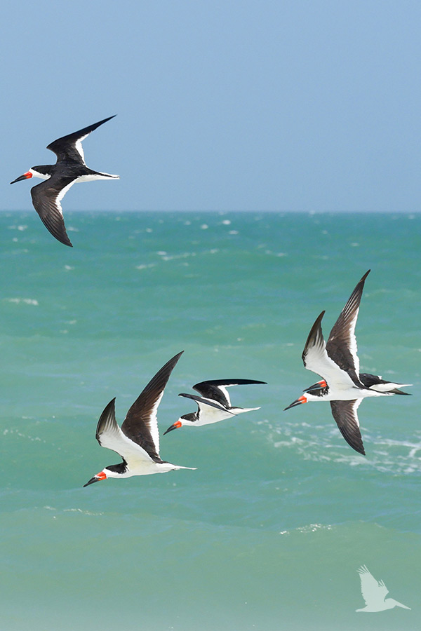 flock of skimmers, black and white birds, black and orange bill, flying low over water, Gulf of Mexico