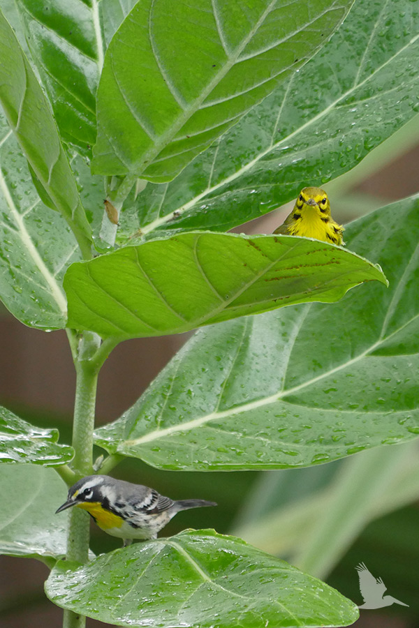 two birds on giant milkweed leaves, prairie warbler, magnolia warbler, St. PetersBird