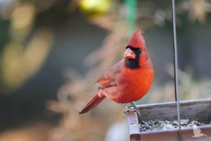 male red cardinal