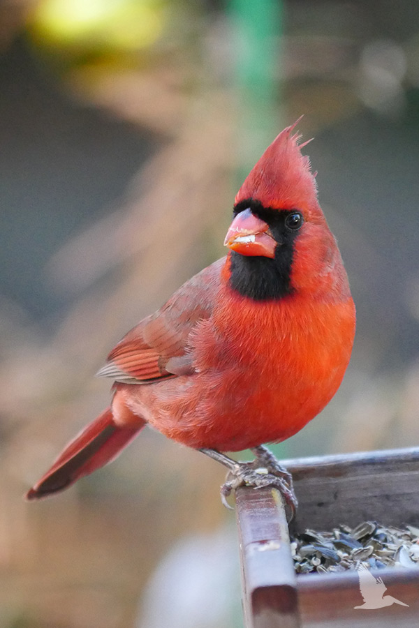 male red cardinal at bird feeder