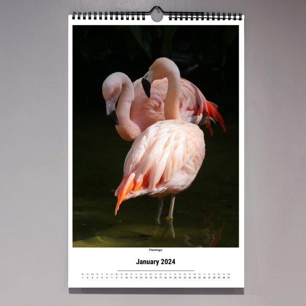 pink flamingos, January, 2024 St. PetersBird bird photography calendar, photography by Luci Westphal