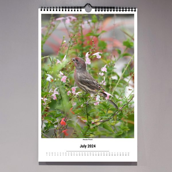 house finch, native Florida salvia, 2024 St. PetersBird bird photography calendar, photography by Luci Westphal