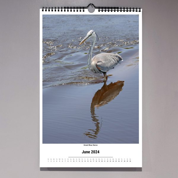 great blue heron, reflection, 2024 St. PetersBird bird photography calendar, photography by Luci Westphal