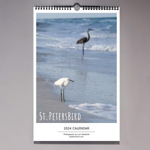 2024 St. PetersBird bird photography calendar, great blue heron, snowy egret, beach, photography by Luci Westphal